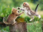 2image-chat02.jpg
