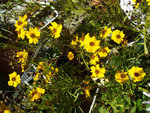 fleurs-jaunes-web.jpg