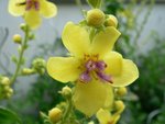 Verbascum nigrum détail.JPG