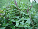 DSC00148.JPG