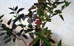 DSC_0011.JPG