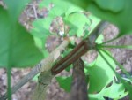 IMG_5139.JPG