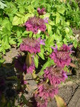 DSCN2606.JPG
