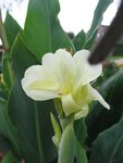 canna_2.jpg