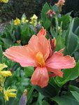 canna_3.jpg