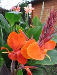 canna_4.jpg
