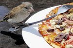 appetit-moineau-463300.jpg