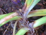 Photo071.jpg