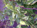 Photo070.jpg