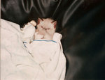 zou-doudou-1-web.jpg