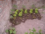 les tomates grappe dehors, et un régal de batavia prévu pour dans quelques jours.........