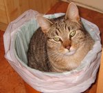 Photo grezjojo 001.jpg