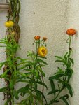 IMG_1147.JPG