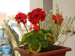 géranium rouge.JPG