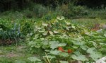 1 - vue d'ensemble sur la partie droite de la butte et le pied de potimarron <br />Quelle puissance peut avoir une seule graine  :roll:  :top: