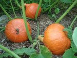 2 - Voici un trio de potimarron adulte qui s'affinent gentilment. Je les ceuillerai juste avant les gelées