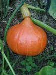3 - Voici le tout premier apparu, le tout premier a être devenu bien orange