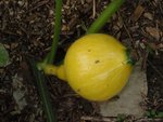 4 - il était bébé, il ressemblait à celui-ci qui continue à grossir après avoir été traité au lait !