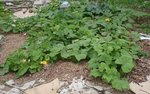 5 - Comme vous pouvez en juger les pieds continuent de fleurir! Regardez les différences de feuillage, et au premier rang déjà, un intrus!