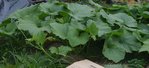 Voici une vue partielle de la plantation en cuvette.