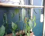 piments-de-cayenne.jpg