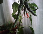 piments-cayenne2.jpg