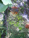 Potiron sur un arbre(poirier sauvage)