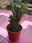 Ci-joint la plante en question