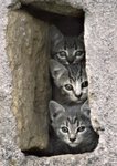animaux-insolites-chatons-florac-france-1029921028-1082656.jpg