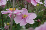 2009 08 17 Jardin___05a 15h56.jpg