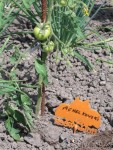 très prècoce! tous le sjours , je&quot;vibre&quot; mes plants! la fleur étant autofertile, seulement sur 24 heures en 8 jours! vibrer,vous obtiendrez de bien belles rècoltes! (lire mon post 2007)!