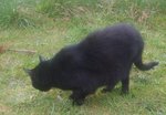 chats 150309 013.jpg