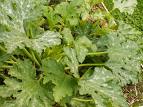 feuilles de courgettes.jpg