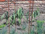 voici l'ail élèphant dans sa splendeur, au coin de mon potager! <br />très haut 50 cm, très gros!