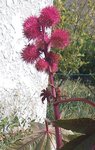 La plante