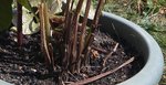 tiges de la plante