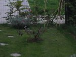 Le cerisier, qui vient d'être planté en pleine terre, notez le peu de feuilles