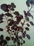 DSC00418.JPG