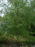 réduction arbre potager.jpg
