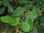 arbre potager détail feuilles.jpg