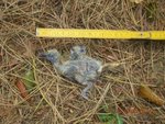 oisillon mort image réduite.jpg