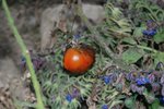tomate malade1.jpg
