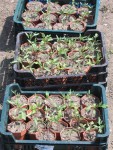des plants semés le 28 avril, en attente de repiquage!