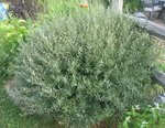 SalixPurpurea.jpg