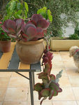 DSCN3100.JPG