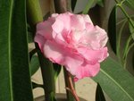 jardin 092009 035.jpg