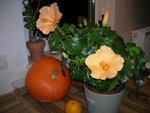 jardin 092009 014.jpg