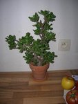 crassula.jpg