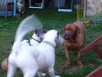 jeu chiens 1.jpeg