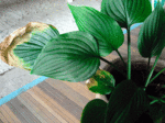 hosta.gif